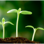 Giá trị cốt lõi